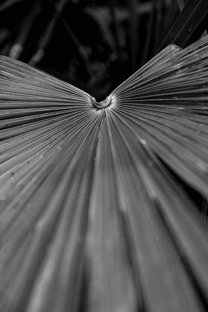 istock Livistona chinensis black&white 1328325040