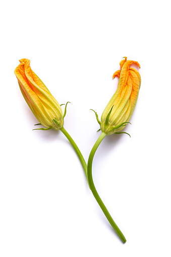Zucchini flowers two isolated on pure white background with shadows