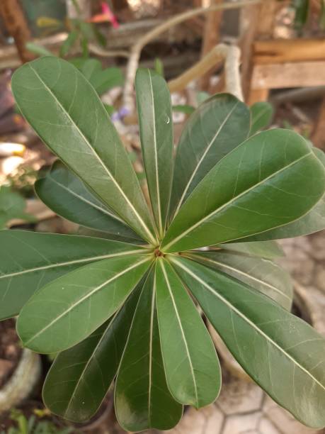 istock Adenium flower leaves 1328325804