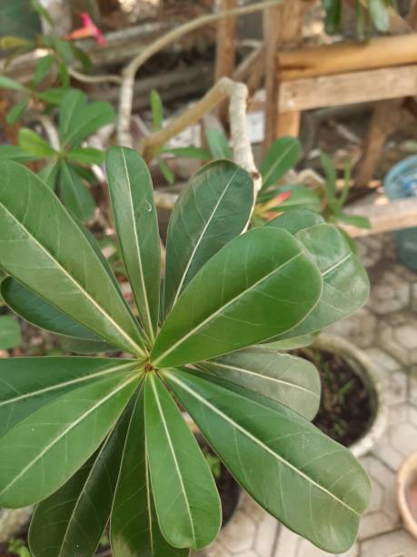 istock Adenium flower leaves 1328325919