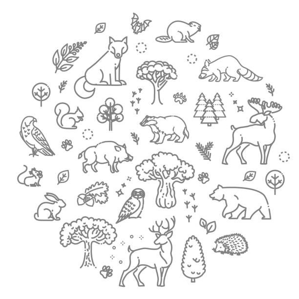 2,602 Wildlife Conservation Illustrations & Clip Art - iStock | Wildlife  conservation scientist, Alaska wildlife conservation center, Alaska wildlife  conservation