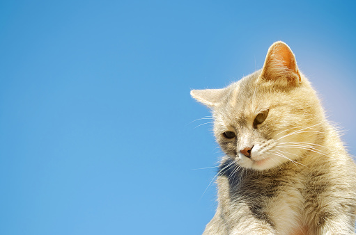 Funny gray cat on a background of blue sky. Pet portrait. Striped kitten. Animal. Copy space. Selective Focus