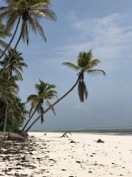 Indian Ocean coast. Coastal palms. Zanzibar island. Africa. Typical view.