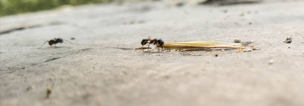 istock ants workers carry seed to their nests side close up view 1328330757