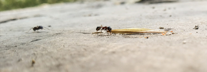 ants workers carry seed to their nests side close up view