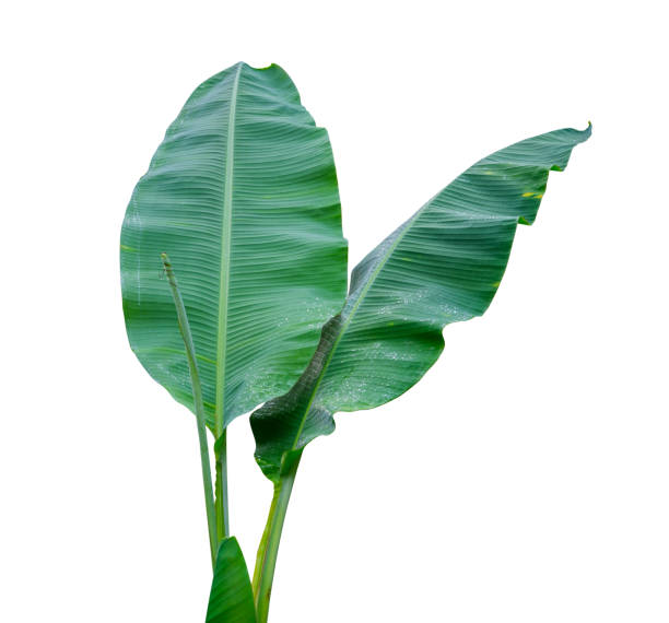 istock green Banana leaf Wet isolated on white background 1328330939