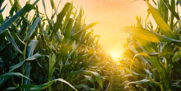 istock Maize or corn on agricultural field in sunset with sunshine 1328330948