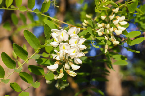 istock White acacia tree blooming flowers at spring. 1328331595