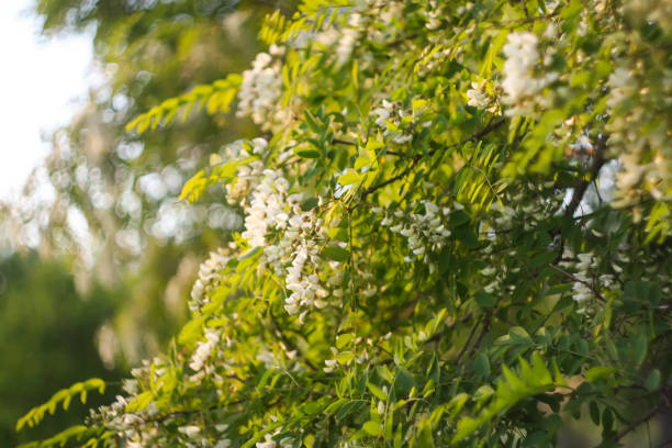 istock White acacia tree blooming flowers at spring. 1328331764