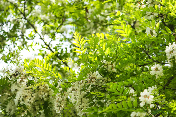 istock White acacia tree blooming flowers at spring. 1328331859