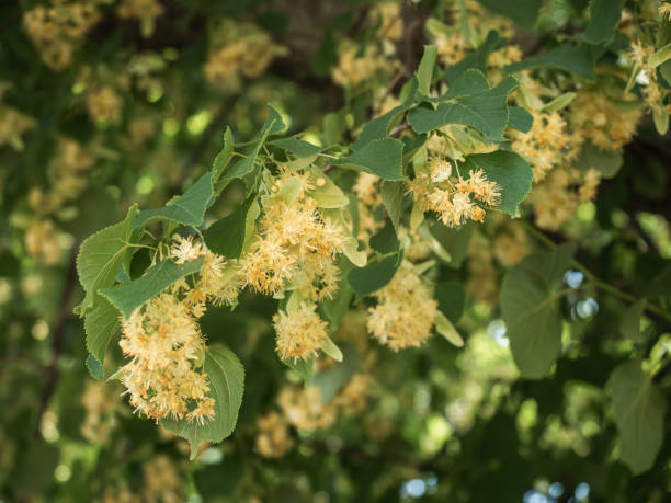 istock Small branch of the flowering lime tree. 1328332088