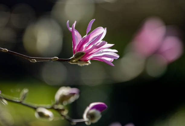 Close shot of pink magnolia flowers with selective focus.