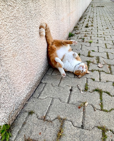 Happy friendly cat