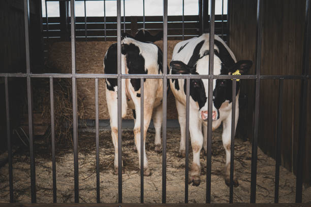 istock Cattle breeding. A cow and her calf are standing in a cage. focus on the cell 1328334587