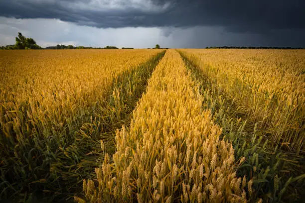 The yellow wheat field under the dark stormy cloud sky. Wheatears in evening sunlight and rain clouds over it.