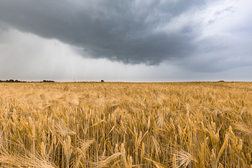 The yellow barley field under the dark stormy cloud sky. Rain ower the wheat field.