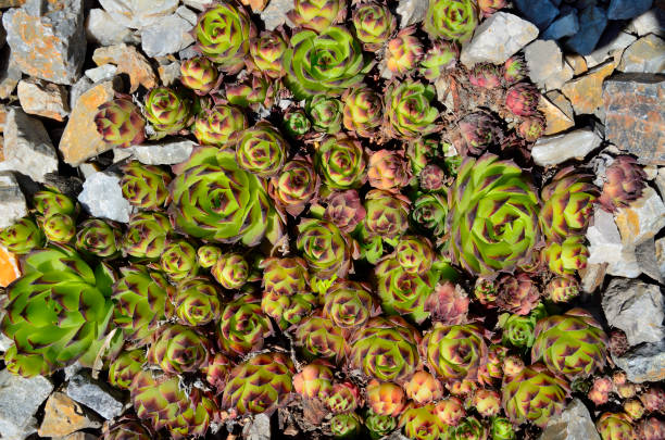 houseleek (sempervivum soboliferum) - hermosa planta suculenta decorativa para el jardín o el paisaje del parque - soboliferum fotografías e imágenes de stock