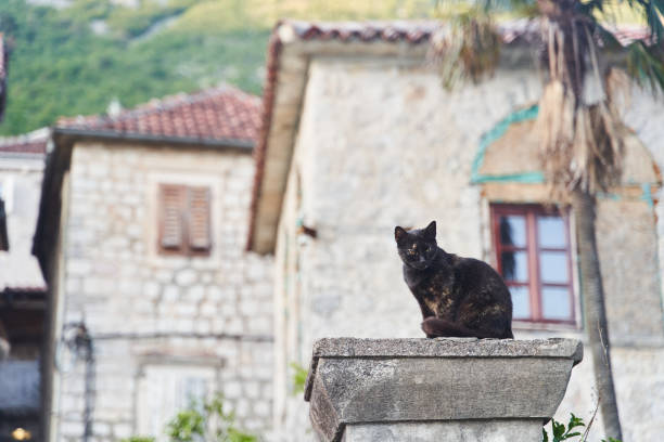 istock Dark beautiful cat sitting on the street 1328338144