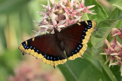 Drinking up nectar from milkweed flowers, a wild, mourning cloak butterfly feeds in Waterton Canyon near the South Platte River in Littleton, Colorado.