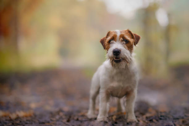 istock Jack russell terrier among the woods, beautiful colors and blurred background 1328342575