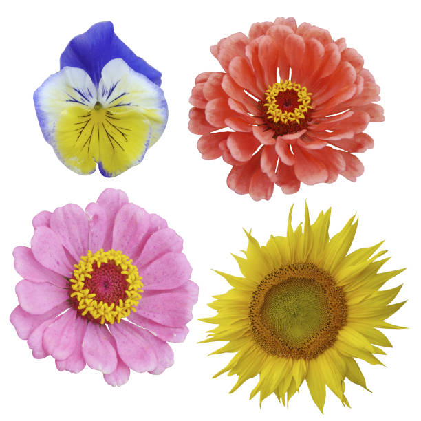 istock Composition of flowers on isolated background. 1328344343