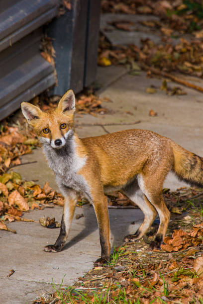 istock Young Fox Cub curiosity gets the better of it in Surrey, UK 1328345931