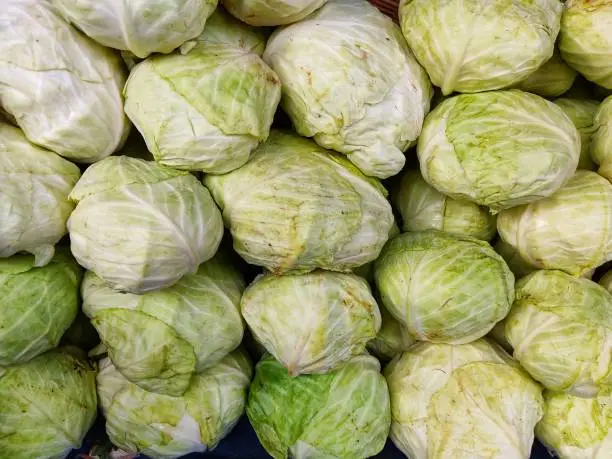 fresh cabbage arranged in row close up view