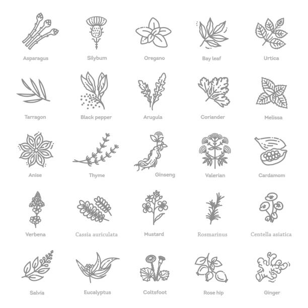 stockillustraties, clipart, cartoons en iconen met condiment and herbs icons set. outline set of condiment vector icons - wilde marjolein illustraties