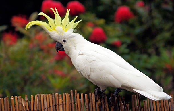 fauna - cockatoo crested in grampians national park - 小葵花美冠鸚鵡 個照片及圖片檔