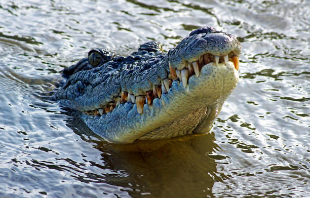 istock Fauna - Crocodile in Darwin - Australia 1328346951