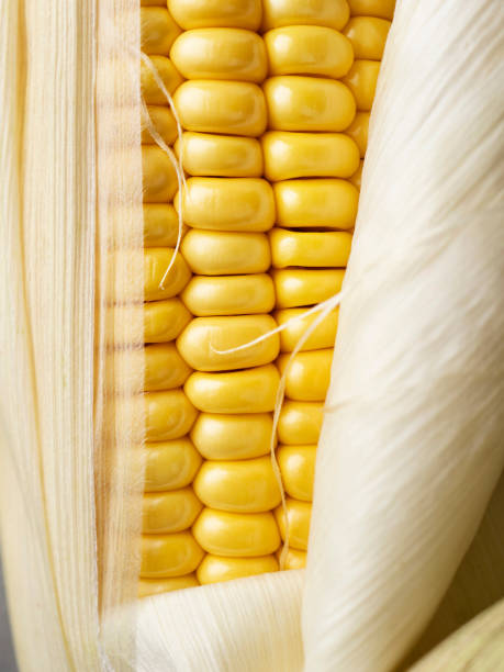maíz, maíz fresco con hojas verdes naturaleza muerta verduras, maíz en los granos de mazorca pelados, maíz dulce, maíz fresco, - corn corn crop corn on the cob isolated fotografías e imágenes de stock