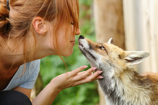 Happy woman kissing a fox in a farm
