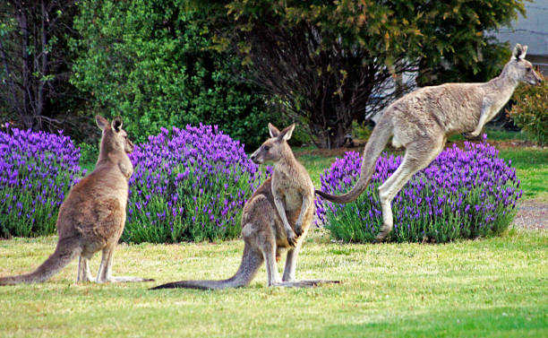 Fauna - Group of kangaroos in Grampians National Park - Australia Kangaroo group in Grampians National Park - Australia eastern gray kangaroo stock pictures, royalty-free photos & images