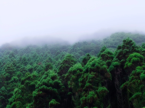 Mysterious deep green forest in Japan covered by mist.