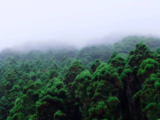 Deep green forest Mysterious deep green forest in Japan covered by mist. climate justice photos stock pictures, royalty-free photos & images