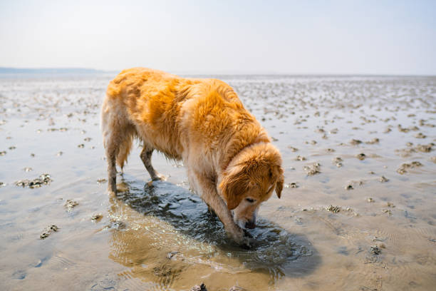 귀여운 골든 리트리버는 cuxhaven에서 개 해변 사엘렌부르크에서 와덴 바다에서 파고 - danny dog 뉴스 사진 이미지