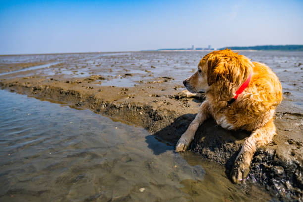 귀여운 골든 리트리버 는 cuxhaven에서 개 해변 사엘렌부르크에서 wadden 바다에 누워 - danny dog 뉴스 사진 이미지
