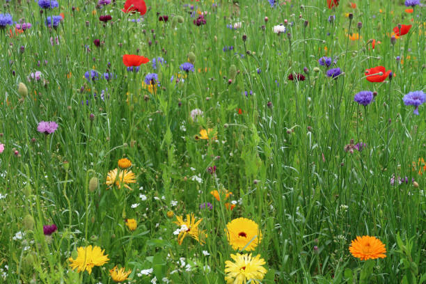istock Colourful wild flower meadow. Biodiverse environment. Natural abstract background 1328350136