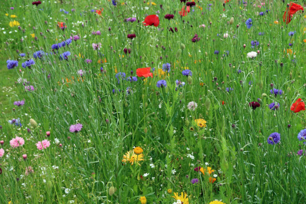istock Colourful wild flower meadow. Biodiverse environment. Natural abstract background 1328350148