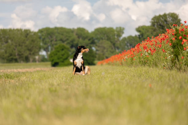 istock Happy Dog sit on green field 1328350687