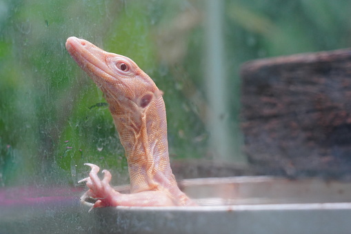 Water monitor lizard or White Varanus salvator