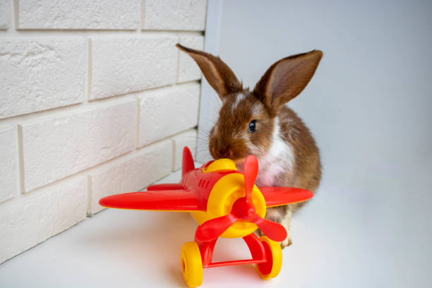 istock A traveler rabbit sits next to a red toy airplane on a white background 1328353323