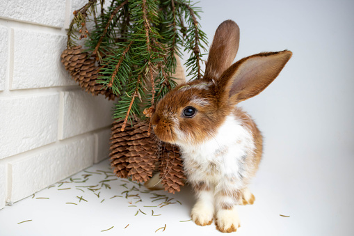 A cute brown rabbit sits near a vase with a bouquet of fir branches with cones. The concept of Christmas, New year, Easter, domestic animal husbandry.