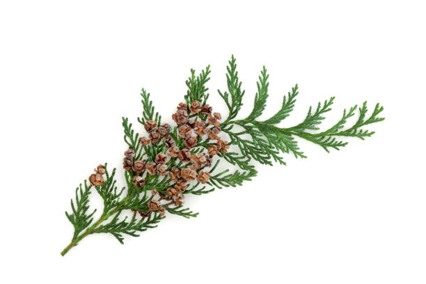 istock Cedar Cypress Fir Leaf Sprig with Pine Cones 1328353486