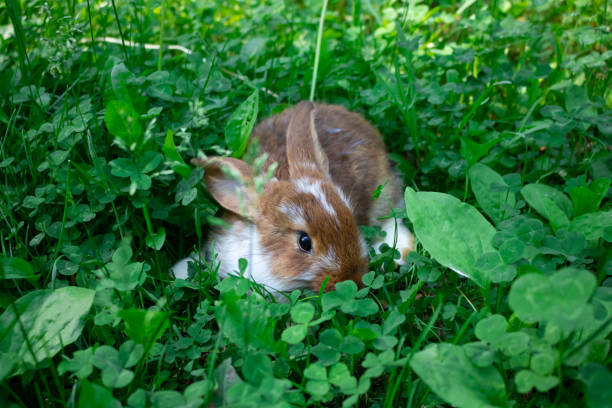 istock A small brown rabbit hides in the green grass on a bright sunny summer day 1328353501