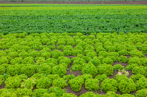 Farm with iceberg lettuce plantation