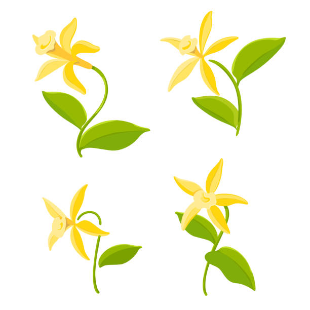 kuvapankkikuvitukset aiheesta kasvi - yellow vanilla flower with green leaves