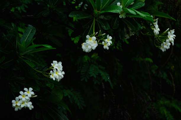 Champa flower stock photo