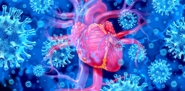 Viral Myocarditis Viral myocarditis or virus infection of the human heart resulting in inflammation  of the cardiac circulatory organ with 3D illustration elements. aorta photos stock pictures, royalty-free photos & images