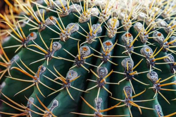 istock Tropical cactus texture close-up. Natural exotic spiny background 1328358925